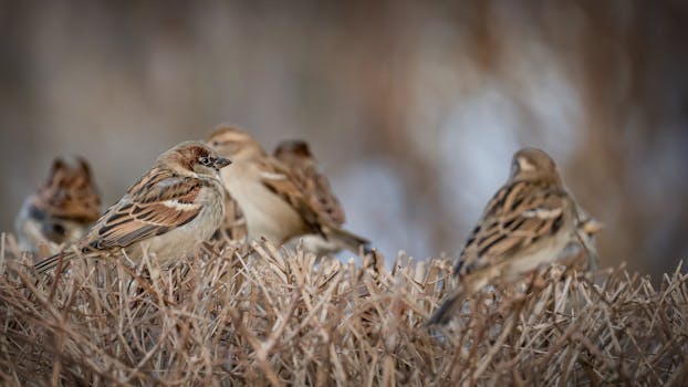 Rozlište Vrabce Domácího a Polního: Klíčové Rysy a Zábavný Kvíz!
