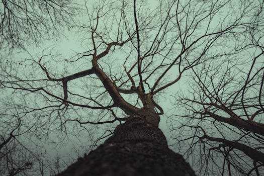 Obžaloba se blíží: Muž bude souzen za držení ženy v řetězech